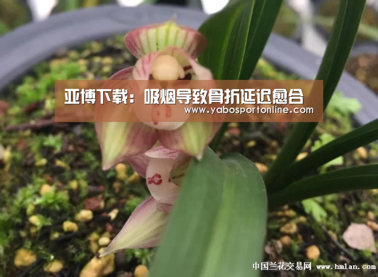 亚博下载:吸烟导致骨折延迟愈合(图2) 亚博APP